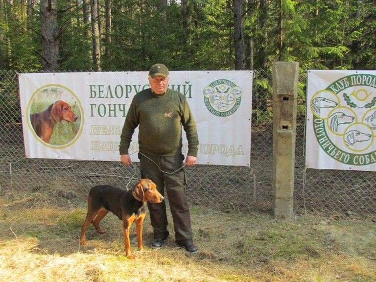 Белорусский гончак фото